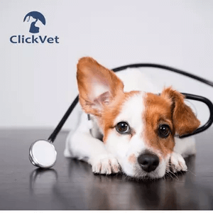 ClickVET - International Funciona? Sim, ClickVET - International funciona. O curso de Auxiliar Veterinário oferecido pela empresa ClickVet é uma opção de formação online para quem ama animais e deseja ingressar na área veterinária como auxiliar. ClickVET - International Vale a Pena? Sim, ClickVET - International vale a pena. Além do certificado, o aluno pode solicitar uma carta de recomendação para estágio ou emprego assinada pela diretoria da ClickVet. Essa carta pode ser usada ao procurar oportunidades de trabalho em clínicas, hospitais veterinários, Petshops, Banho e Tosa, entre outros estabelecimentos relacionados ao cuidado com animais.