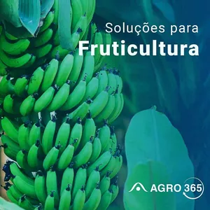 O Curso de Fruticultura da AGRO365 Funciona? Sim, o Curso de Fruticultura da AGRO365 funciona. O curso oferecido pela AGRO365 tem como objetivo proporcionar soluções para a gestão da fruticultura, visando facilitar o acesso e reduzir os custos de aquisição das ferramentas necessárias. A proposta é apoiar e incentivar os produtores rurais a adotarem tecnologia para gerenciar de forma mais eficiente a produção e a situação financeira de suas fazendas que se dedicam à fruticultura. O Curso de Fruticultura da AGRO365 Vale a Pena? Sim, o Curso de Fruticultura da AGRO365 vale a pena. O curso oferece um bônus na forma de um "Caderno de Campo". Os produtores podem anotar informações importantes no caderno durante suas atividades na fazenda e, posteriormente, transcrever e atualizar esses dados nas planilhas quando tiverem acesso a elas. Isso é projetado para simplificar o processo de registro e gerenciamento de informações.